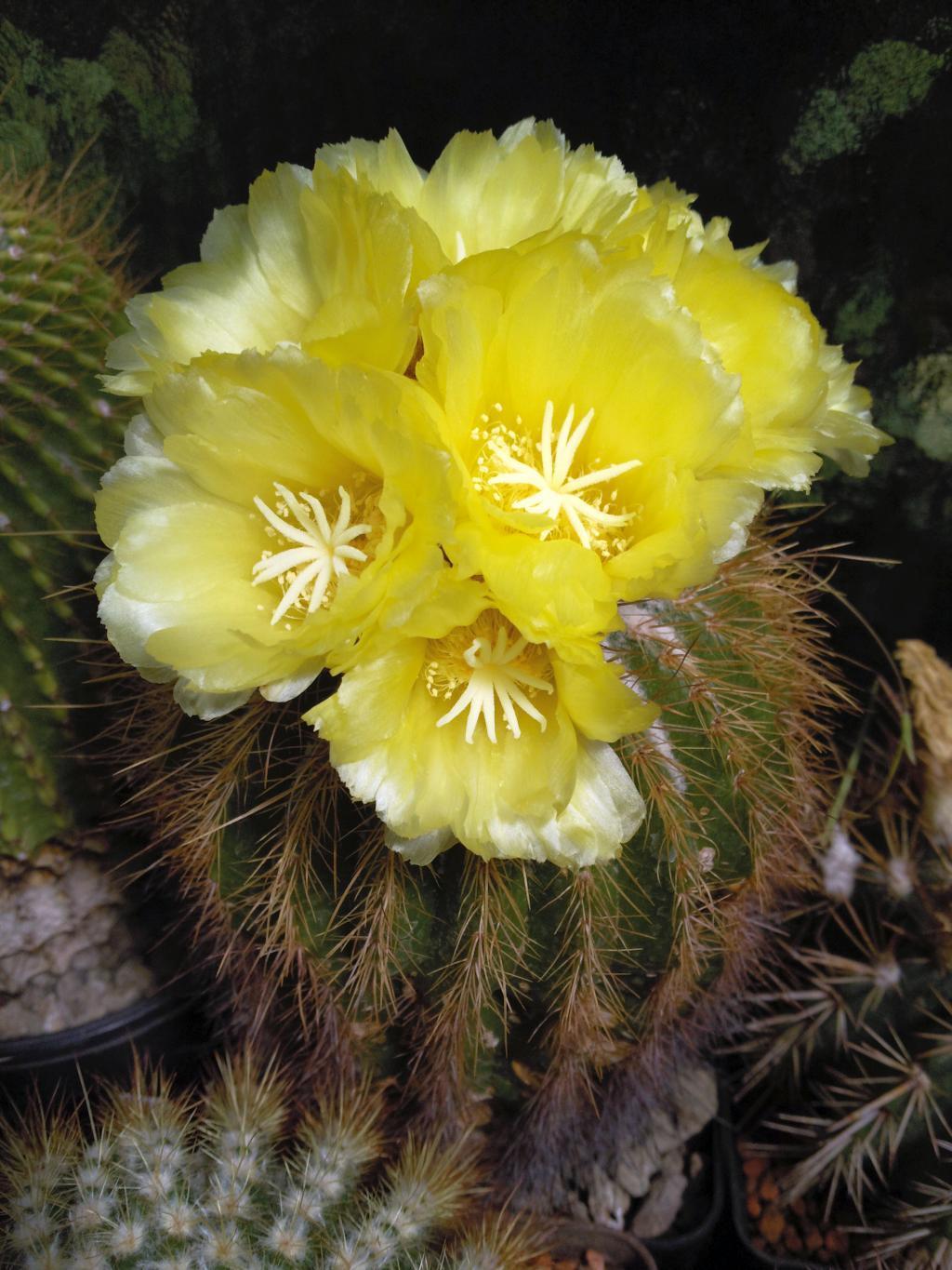 Eriocactus claviceps